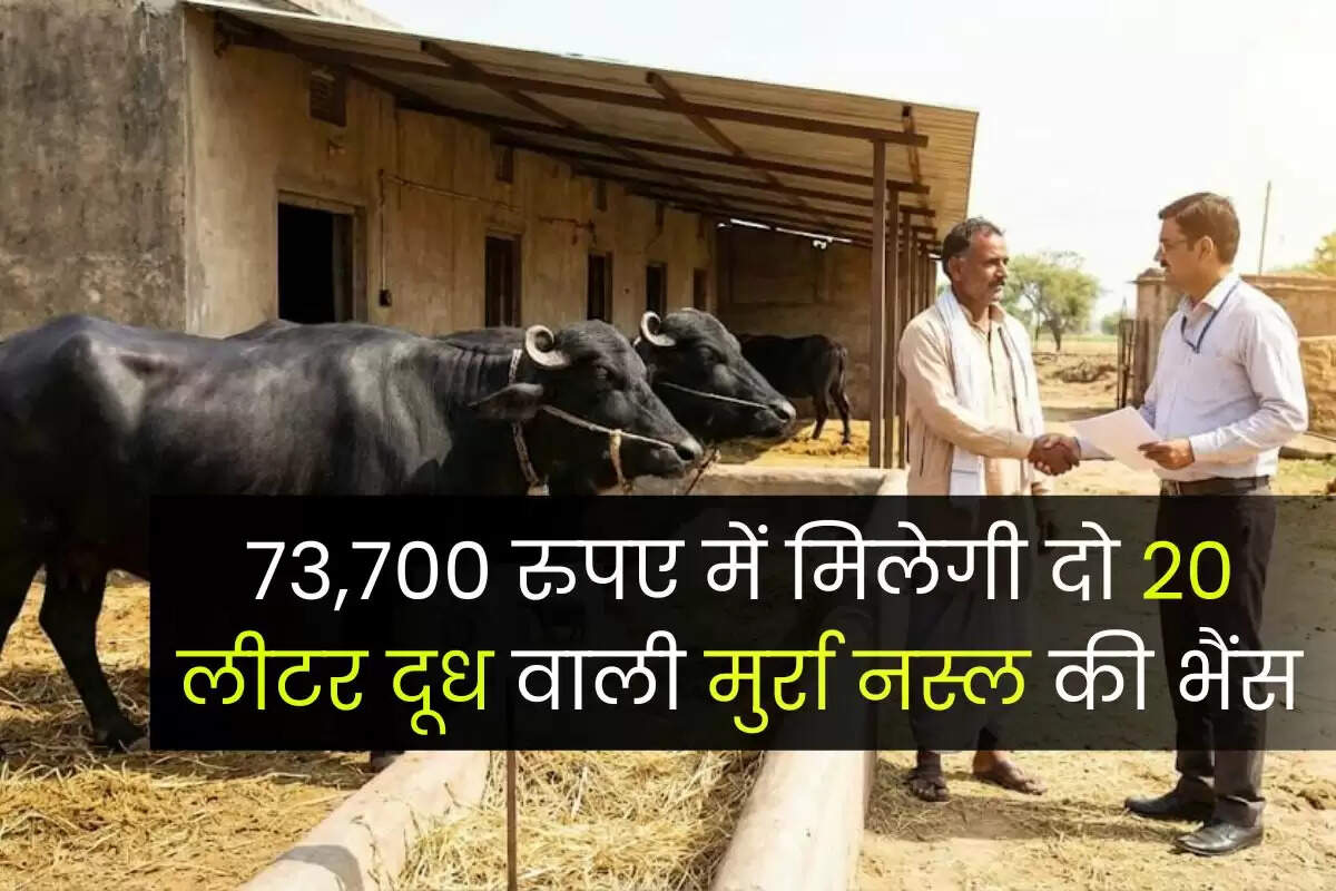 73,700 रुपए में मिलेगी दो 20 लीटर दूध वाली मुर्रा नस्ल की भैंस