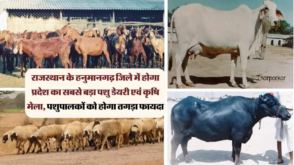 राजस्थान के हनुमानगढ़ जिले में होगा प्रदेश का सबसे बड़ा पशु डेयरी एवं कृषि मेला, पशुपालकों को होगा तगड़ा फायदा