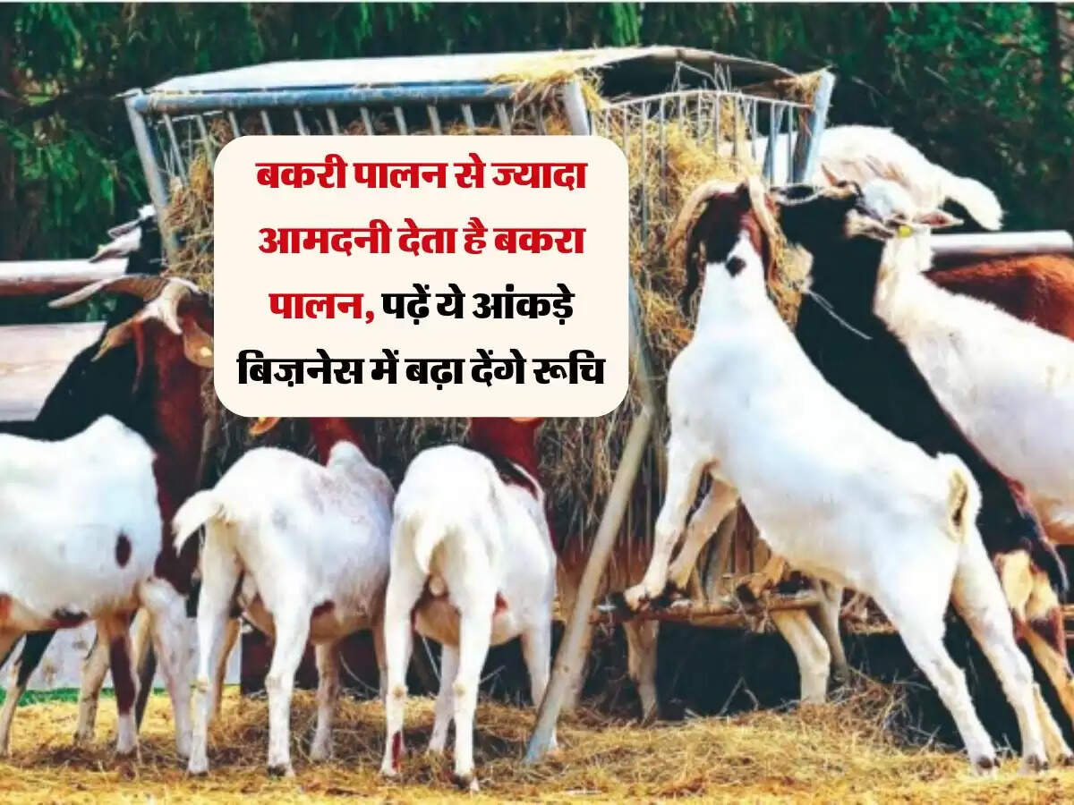 बकरी पालन से ज्यादा आमदनी देता है बकरा पालन, पढ़ें ये आंकड़े बिज़नेस में बढ़ा देंगे रूचि