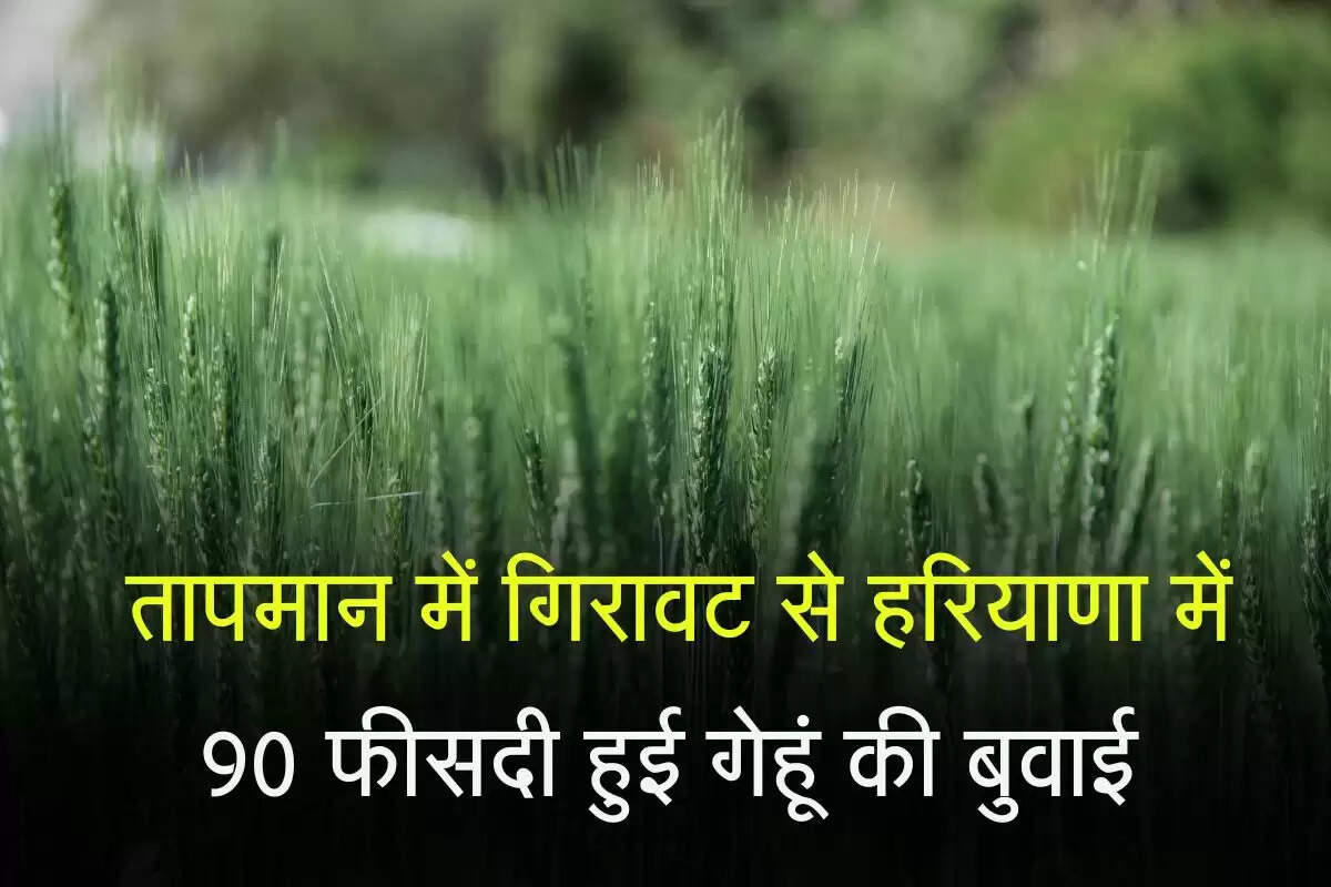 तापमान में गिरावट से किसानों के चेहरे पर लौटी खुशी! हरियाणा 90 फीसदी हुई गेहूं की बुवाई&nbsp;