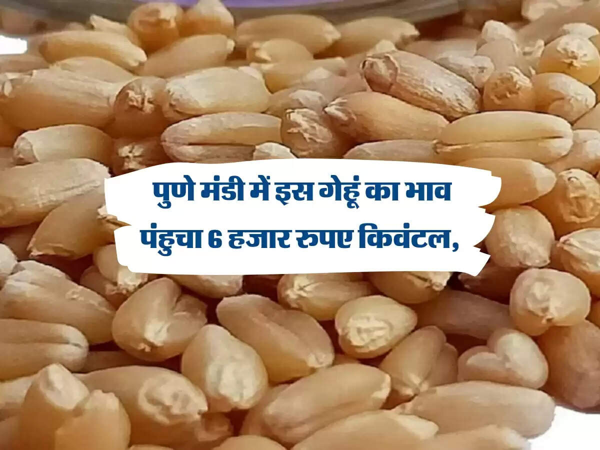 पुणे मंडी में इस गेहूं का भाव पंहुचा 6 हजार रुपए किवंटल, किसानों नज़र आए ख़ुश